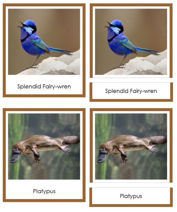 Vertebrates of Australia Sorting Lesson (color borders) - Montessori Print Shop Digital Download