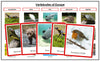 Vertebrates of Europe Sorting Cards (color borders) - Montessori Print Shop