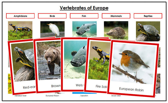 World Vertebrate Sorting Cards and Charts Bundle (color borders) - Montessori Print Shop