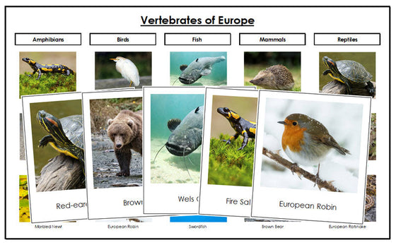 Europe Vertebrate Sorting - Montessori Print Shop