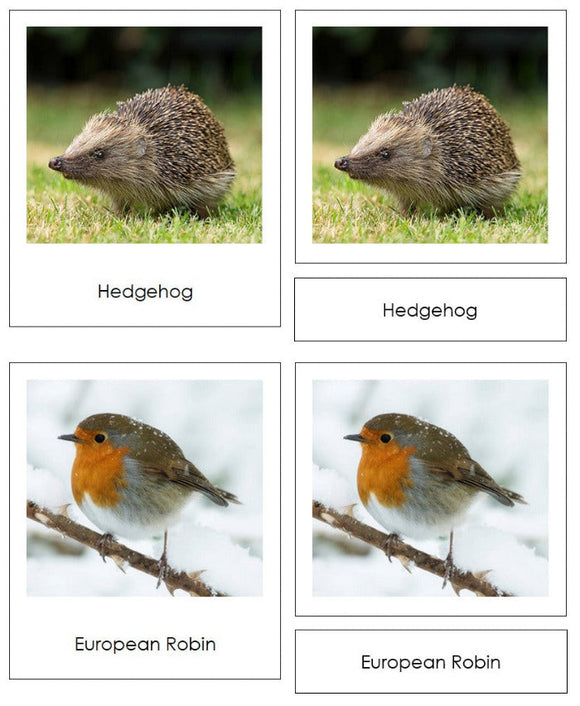 Vertebrates of Europe Sorting Lesson - Montessori Print Shop Digital Download