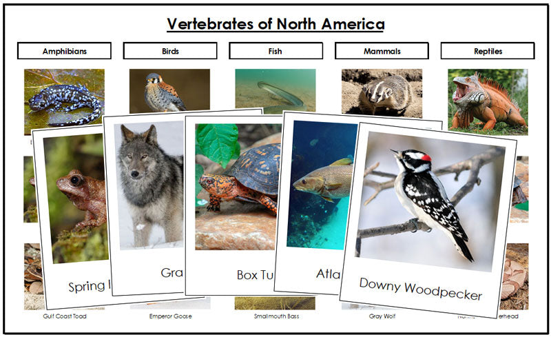 Vertebrates of North America Sorting Cards and Chart - Montessori Print Shop
