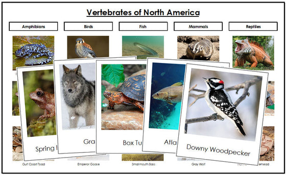 North America Vertebrate Sorting - Montessori Print Shop