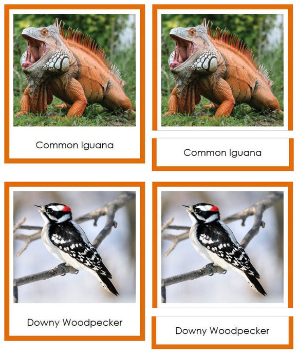 Vertebrates of North America Sorting Lesson (color borders) - Montessori Print Shop Digital Download