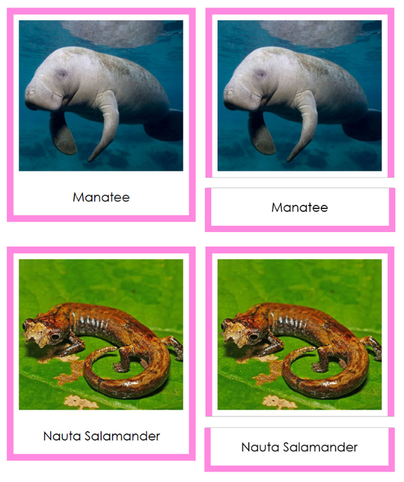 Vertebrates of South America Sorting Lesson (color borders) - Montessori Print Shop Digital Download