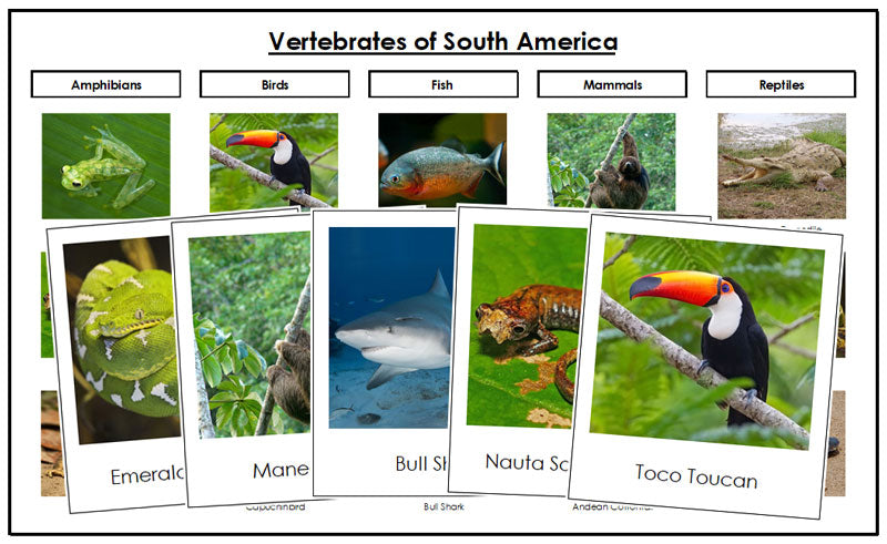 Vertebrates of South America Sorting Cards - Montessori Print Shop Digital Download
