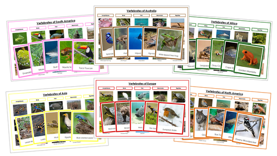 Vertebrates of the World Sorting Cards and Charts Bundle (color borders) - Montessori Print Shop Digital Download