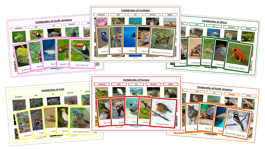 Vertebrates of the World Sorting Cards and Charts Bundle (color borders) - Montessori Print Shop Digital Download