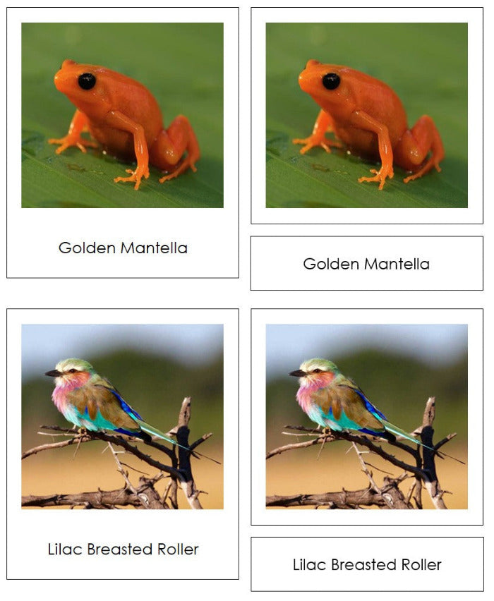 Vertebrates of Africa Sorting Lesson - Montessori Print Shop Digital Download