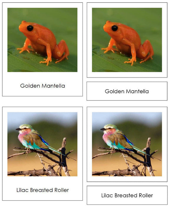 Africa Vertebrate Sorting Cards - Montessori Print Shop Digital Download