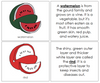 Parts of a Watermelon Nomenclature Book (red) - Montessori Print Shop