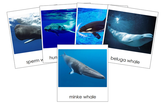 Types of Whales 3-Part Cards - Montessori Print Shop Digital Download