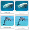 Whales and Dolphins Safari Toob Cards - Montessori Print Shop