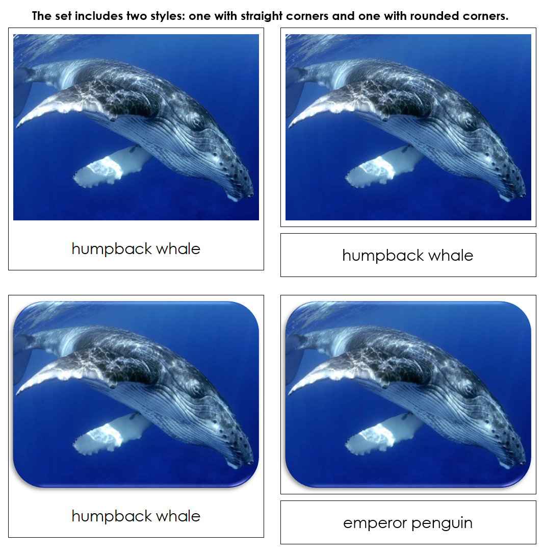 Whales and Dolphins Safari Toob Cards - Montessori Print Shop Digital Download