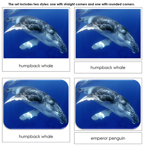 Whales and Dolphins Safari Toob Cards - Montessori Print Shop Digital Download