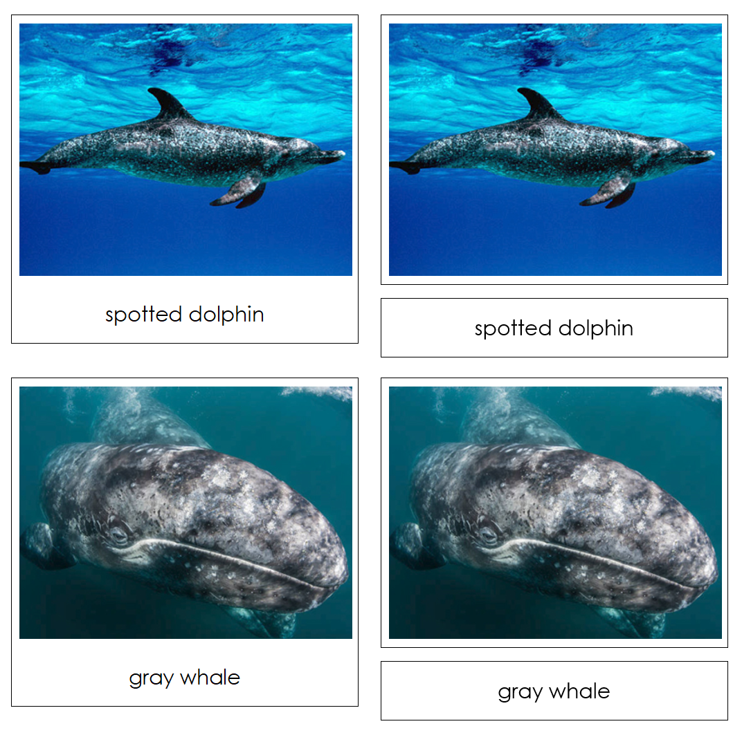 Whales and Dolphins Safari Toob Cards - Montessori Print Shop Digital Download