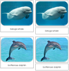 Whales and Dolphins Safari Toob Cards - Montessori Print Shop