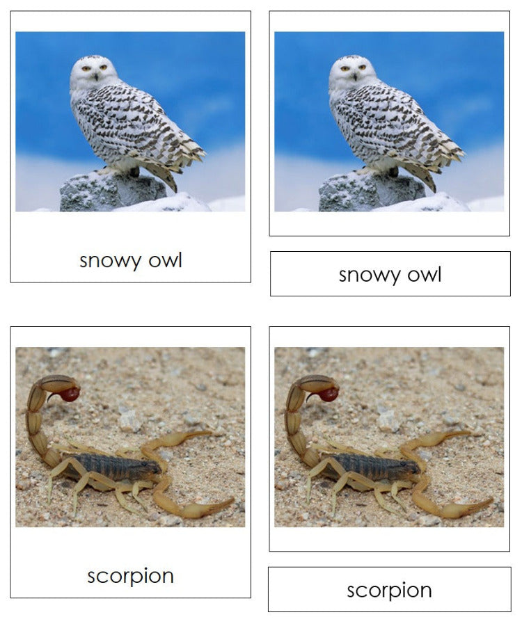 Where Do The Animals Live? - Montessori Print Shop Digital Download zoology printable