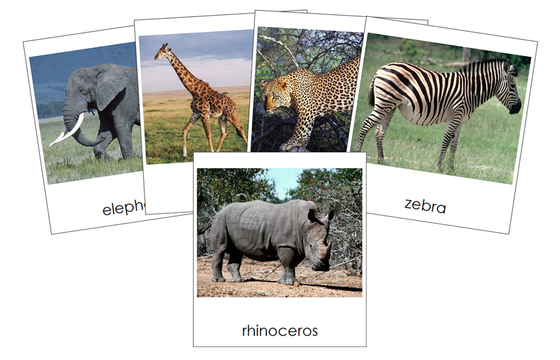 Types of Wild Animals 3-Part Cards - Montessori Print Shop Digital Download