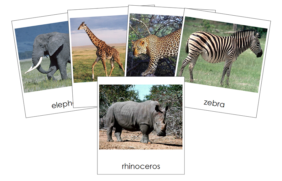 Types of Wild Animals 3-Part Cards - Montessori Print Shop Digital Download