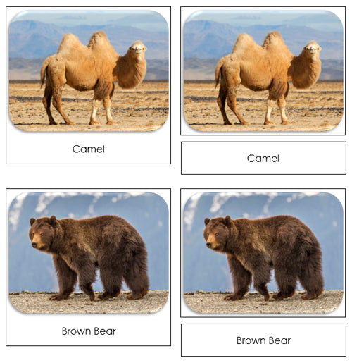 Wild Safari Toob Cards - Montessori Print Shop