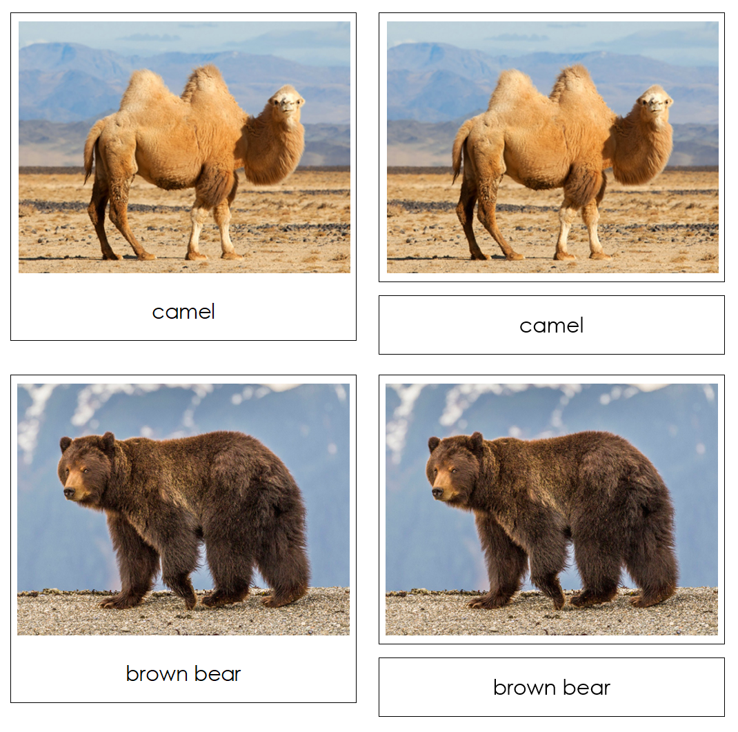 Wild Safari Toob Cards - Montessori Print Shop Digital Download