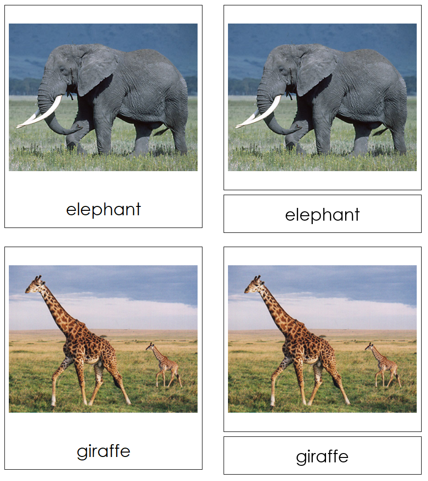 Types of Wild Animals 3-Part Cards - Montessori Print Shop Digital Download