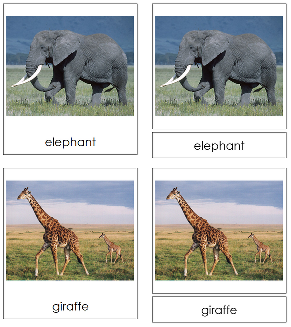 Types of Wild Animals 3-Part Cards - Montessori Print Shop Digital Download