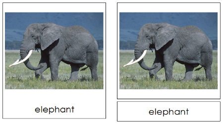 Classified Cards Bundle - Montessori 3-part Cards