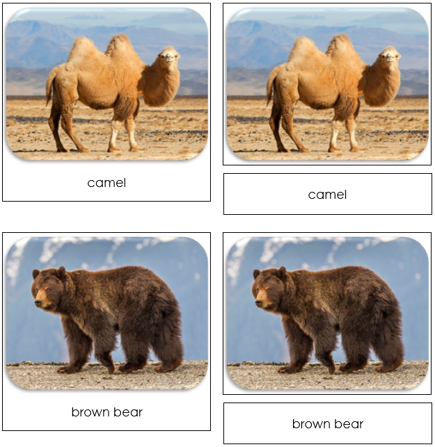 Wild Safari Toob Cards - Montessori Print Shop