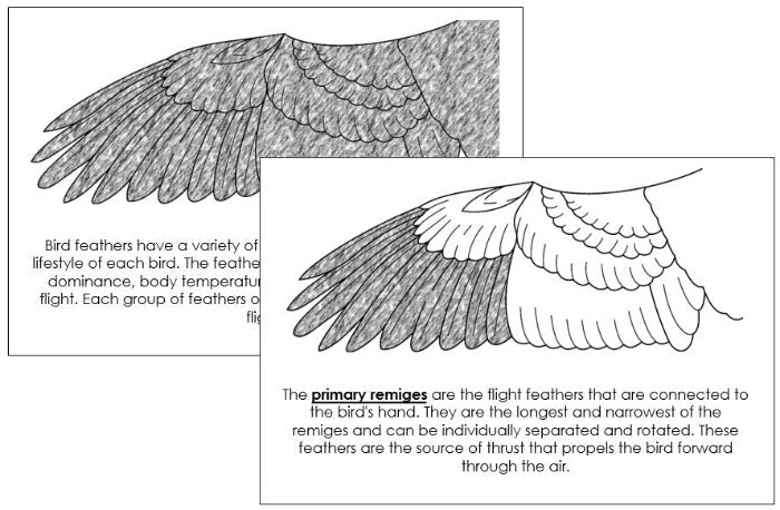 Parts of a Bird's Wing Nomenclature Book - Montessori Print Shop Digital Download