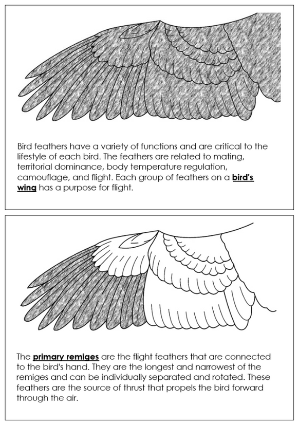 Parts of an Eagle Wing Nomenclature Book - Montessori Print Shop Digital Download