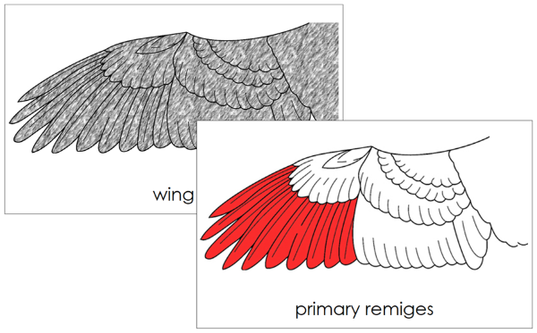Parts of a Bird's Wing 3-Part Nomenclature Cards (red) - Montessori Print Shop Digital Download