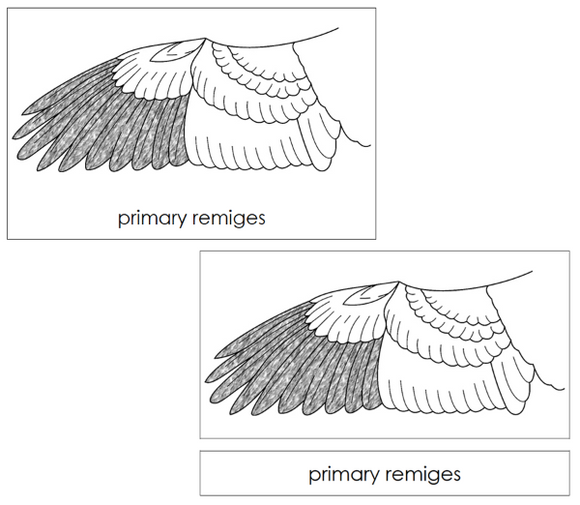 Parts of a Bird's Wing 3-Part Nomenclature Cards - Montessori Print Shop Digital Download