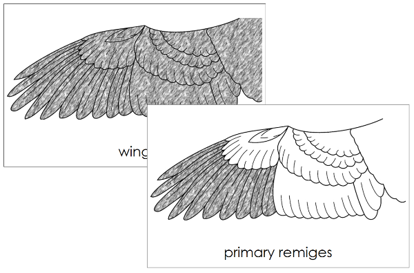 Parts of a Bird's Wing 3-Part Nomenclature Cards - Montessori Print Shop Digital Download