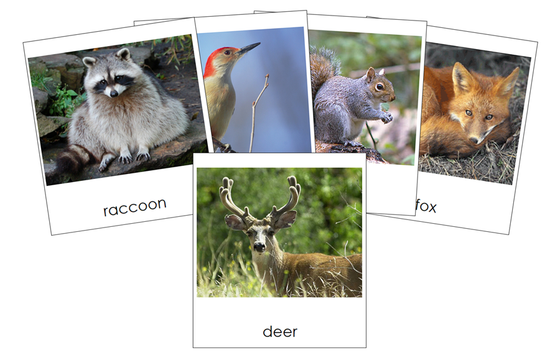 Types of Woodland Animals 3-Part Cards - Montessori Print Shop Digital Download