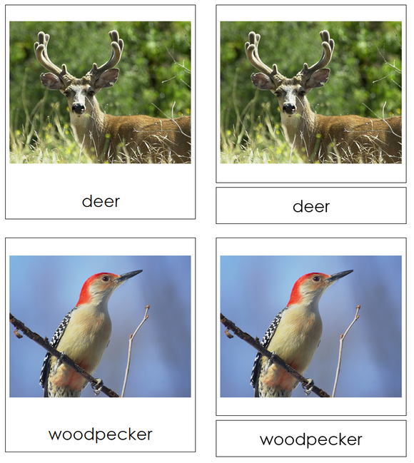 Types of Woodland Animals 3-Part Cards - Montessori Print Shop Digital Download