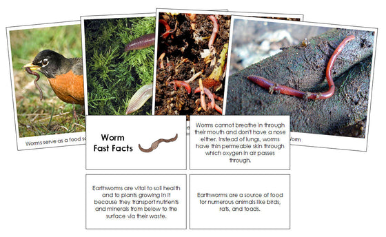 Worm Fast Facts & Pictures - Montessori Print Shop Digital Download