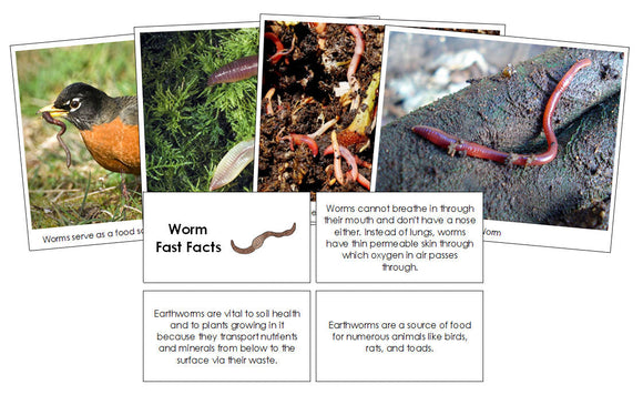 Worm Fast Facts & Pictures - Montessori Print Shop Digital Download