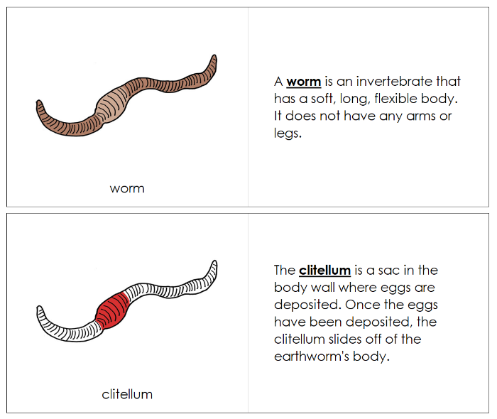 Parts of a Worm Nomenclature Book - Montessori Print Shop Digital Download