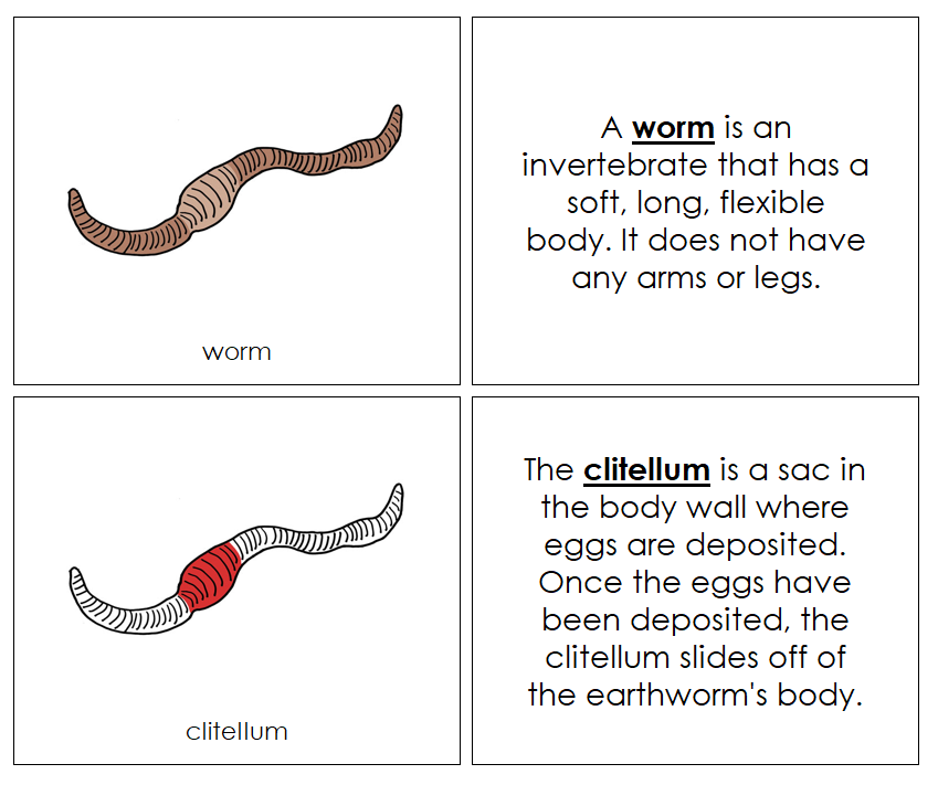 Parts of a Worm Nomenclature Book (red) - Montessori Print Shop Digital Download