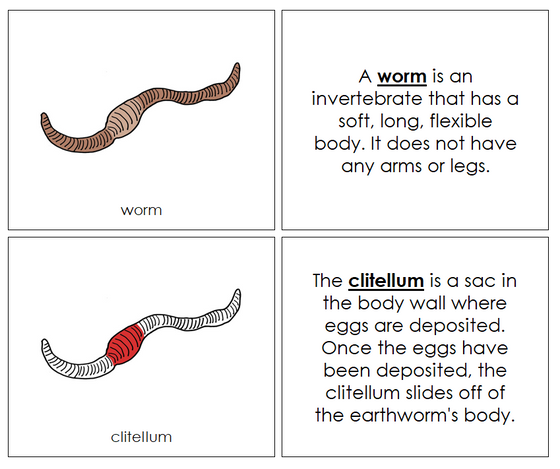 Parts of a Worm Nomenclature Book (red) - Montessori Print Shop