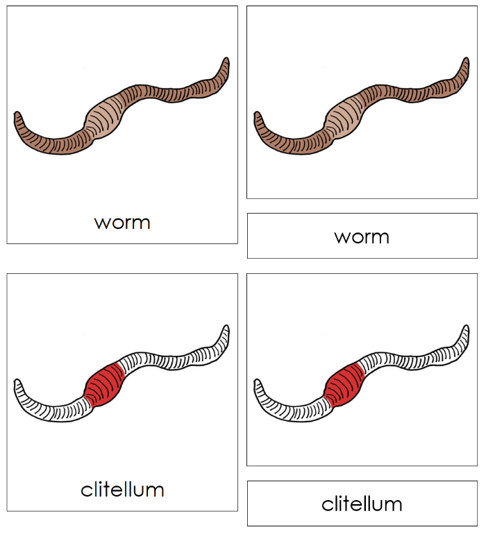 Parts of a Worm Nomenclature Cards - Montessori Print Shop Digital Download