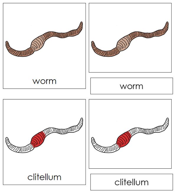 Parts of a Worm 3-Part Nomenclature Cards (red) - Montessori Print Shop Digital Download