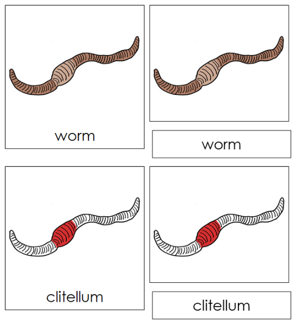 Parts of a Worm Nomenclature Cards (red) - Montessori Print Shop Digital Download