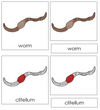 Parts of a Worm Nomenclature 3-Part Cards (red) - Montessori Print Shop