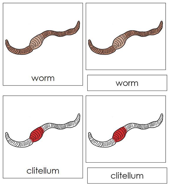 Worm Nomenclature Cards (red) - Montessori Print Shop