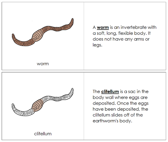 Parts of a Worm Nomenclature Book - Montessori Print Shop Digital Download