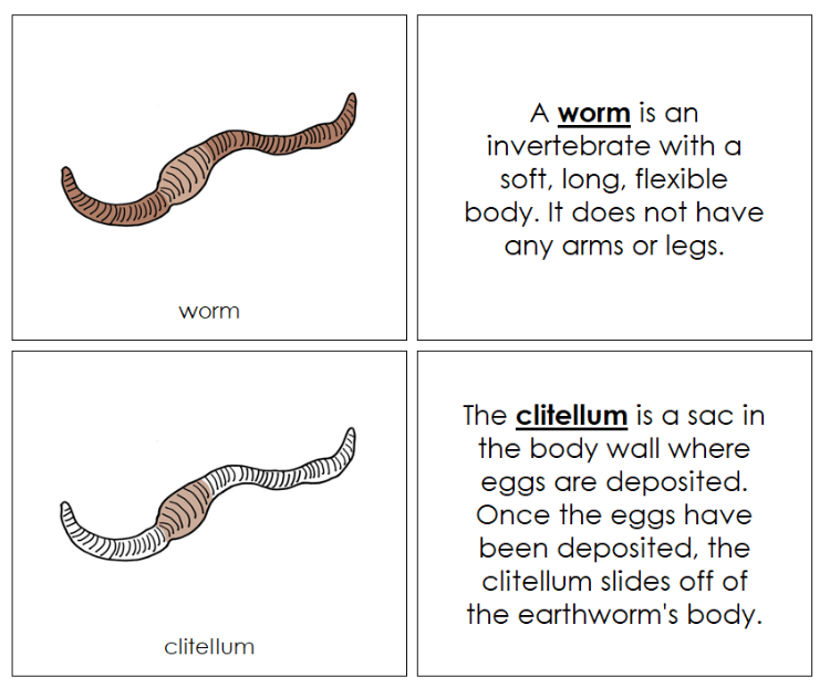 Parts of a Worm Nomenclature Book - Montessori Print Shop Digital Download