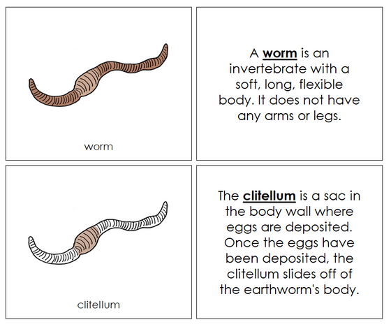 Parts of a Worm Nomenclature Book - Montessori Print Shop